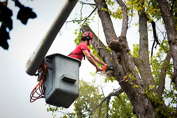 Best Stump Grinding Near Me  in New York Mills, NY